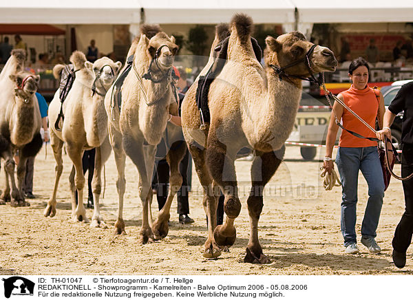 REDAKTIONELL - Showprogramm - Kamelreiten - Balve Optimum 2006 - 05.08.2006 / TH-01047