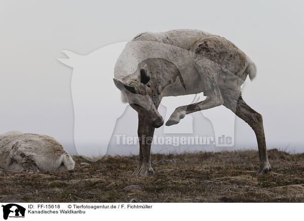 Kanadisches Waldkaribu / Canadian woodland caribou / FF-15618