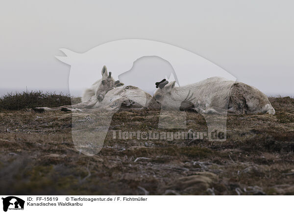 Kanadisches Waldkaribu / Canadian woodland caribou / FF-15619