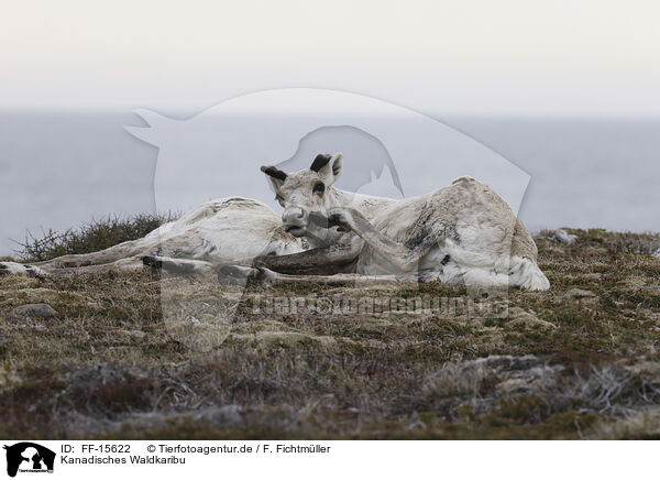 Kanadisches Waldkaribu / Canadian woodland caribou / FF-15622