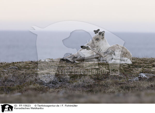 Kanadisches Waldkaribu / Canadian woodland caribou / FF-15623