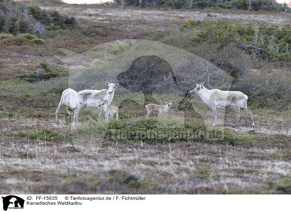 Kanadisches Waldkaribu / Canadian woodland caribou / FF-15635