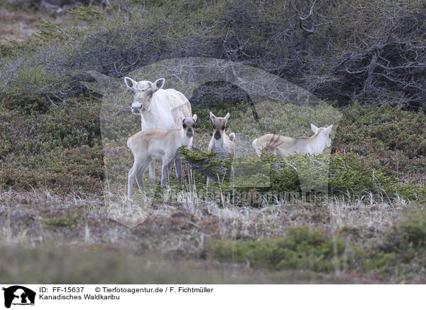 Kanadisches Waldkaribu / Canadian woodland caribou / FF-15637