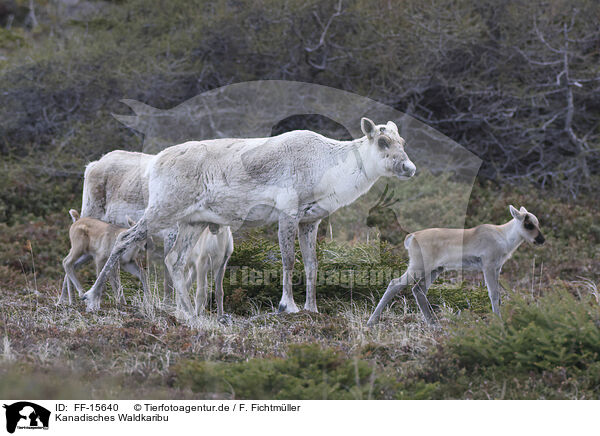 Kanadisches Waldkaribu / Canadian woodland caribou / FF-15640