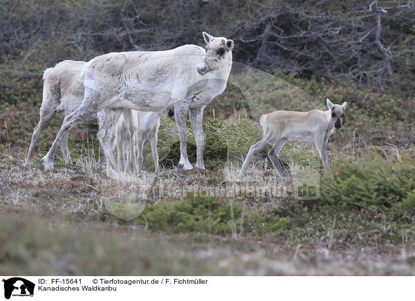 Kanadisches Waldkaribu / Canadian woodland caribou / FF-15641