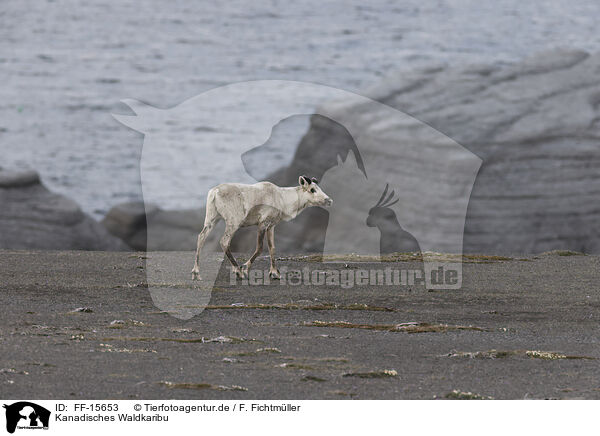 Kanadisches Waldkaribu / Canadian woodland caribou / FF-15653