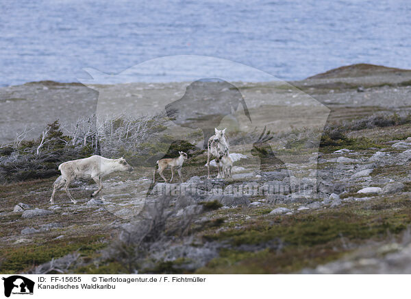 Kanadisches Waldkaribu / Canadian woodland caribou / FF-15655