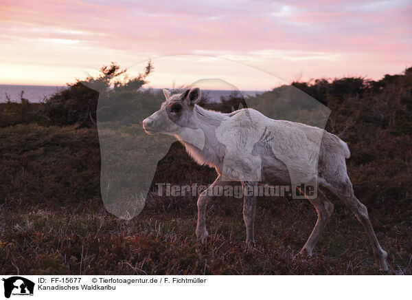 Kanadisches Waldkaribu / Canadian woodland caribou / FF-15677