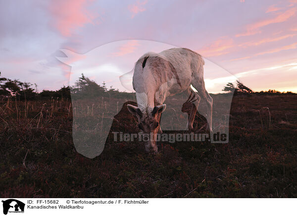 Kanadisches Waldkaribu / Canadian woodland caribou / FF-15682