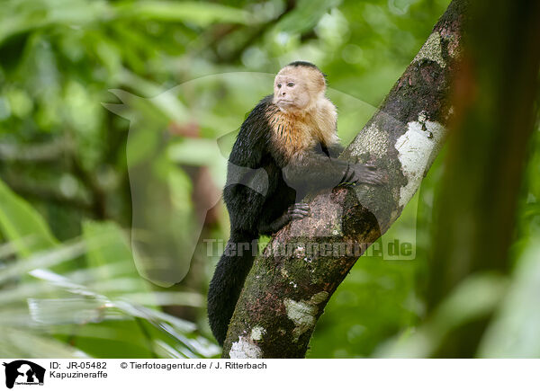 Kapuzineraffe / capuchin monkey / JR-05482