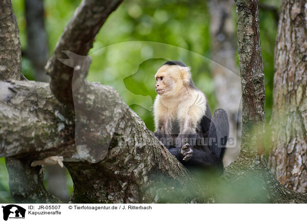 Kapuzineraffe / capuchin monkey / JR-05507