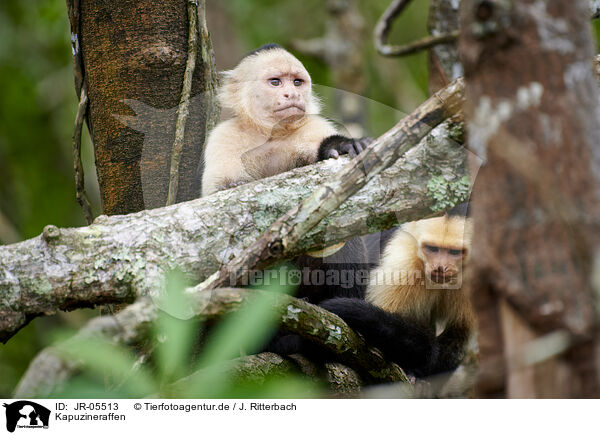 Kapuzineraffen / capuchin monkeys / JR-05513