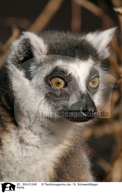 Katta / ring-tailed lemur / SS-01246