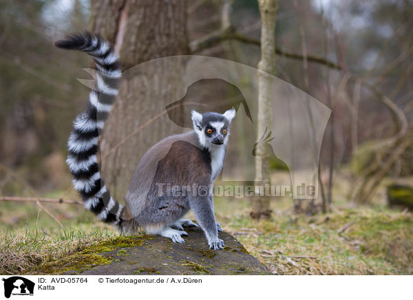 Katta / ring-tailed lemur / AVD-05764