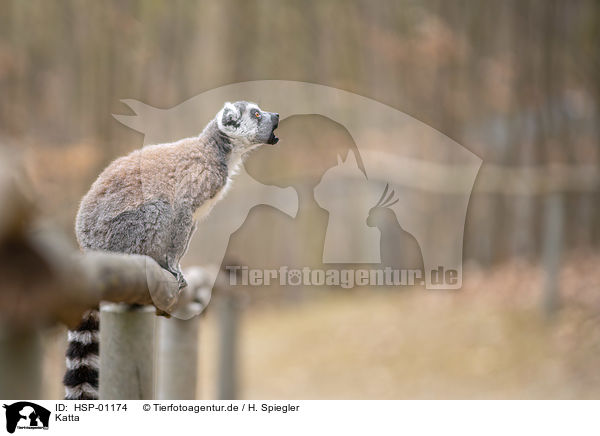 Katta / Ring-tailed Lemur / HSP-01174