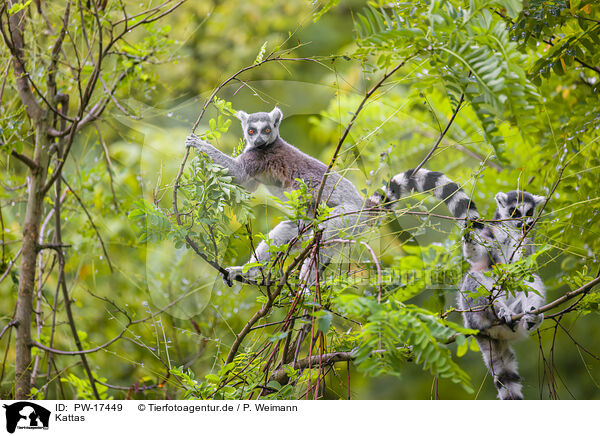 Kattas / ring-tailed lemur / PW-17449
