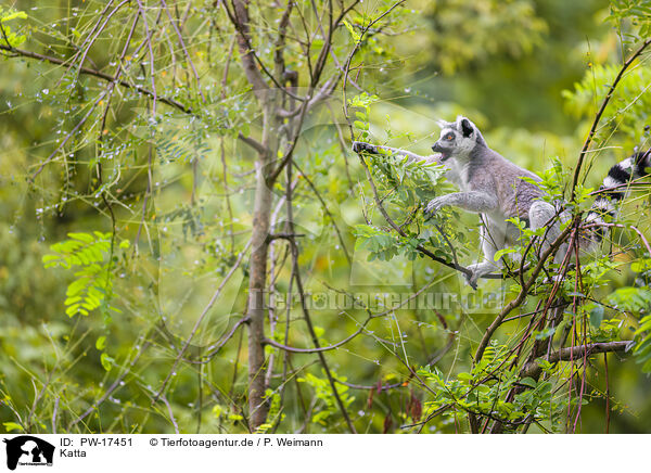 Katta / ring-tailed lemur / PW-17451