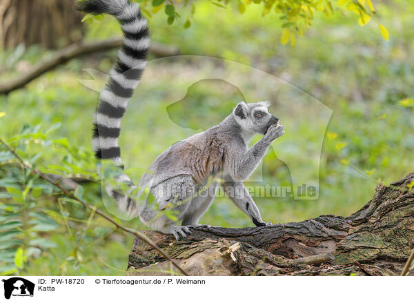 Katta / ring-tailed lemur / PW-18720