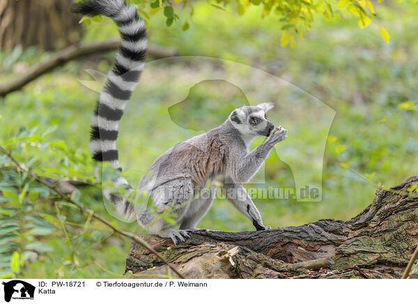 Katta / ring-tailed lemur / PW-18721