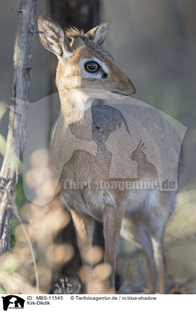 Kirk-Dikdik / Kirk's dik-dik / MBS-11545