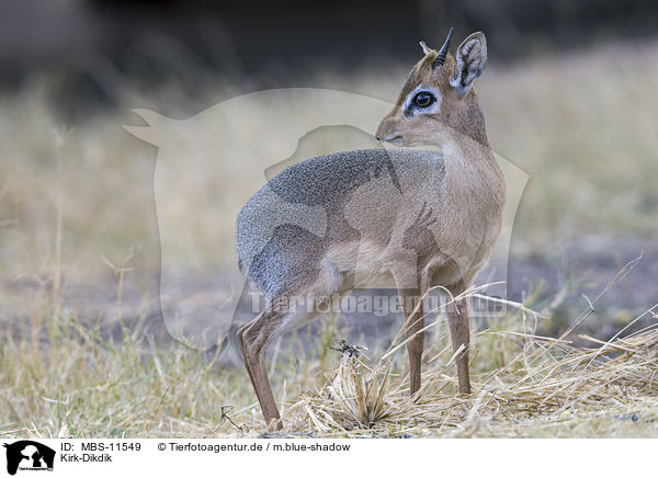 Kirk-Dikdik / Kirk's dik-dik / MBS-11549