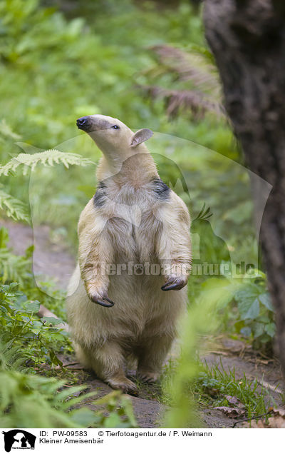 Kleiner Ameisenbr / tamandua / PW-09583