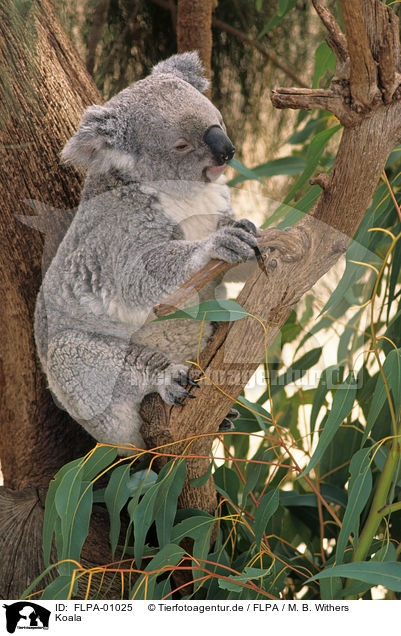 Koala / FLPA-01025
