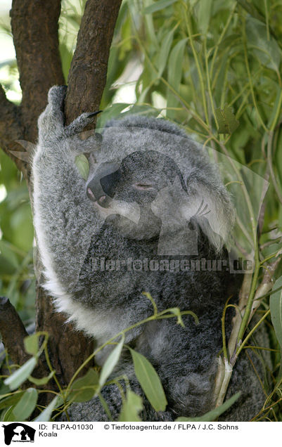 Koala / FLPA-01030