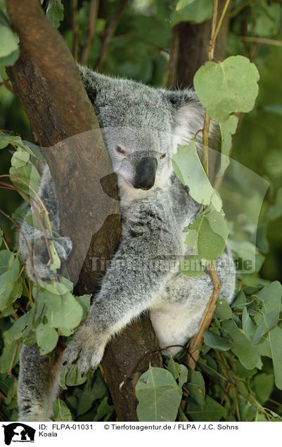 Koala / FLPA-01031