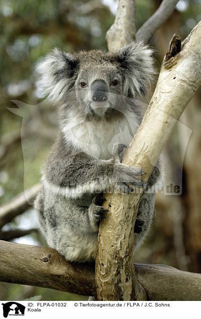 Koala / FLPA-01032