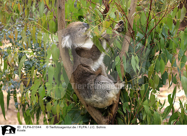 Koala / FLPA-01044