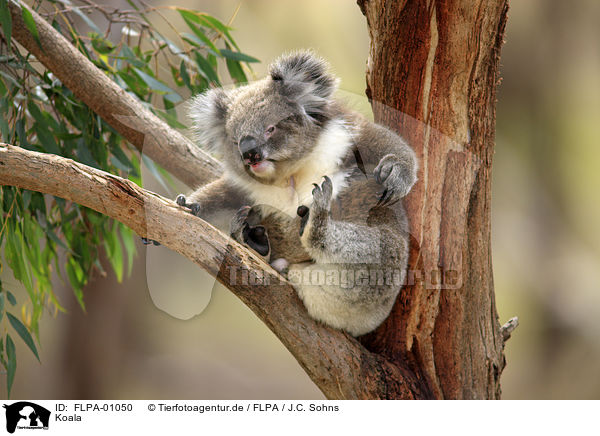 Koala / FLPA-01050