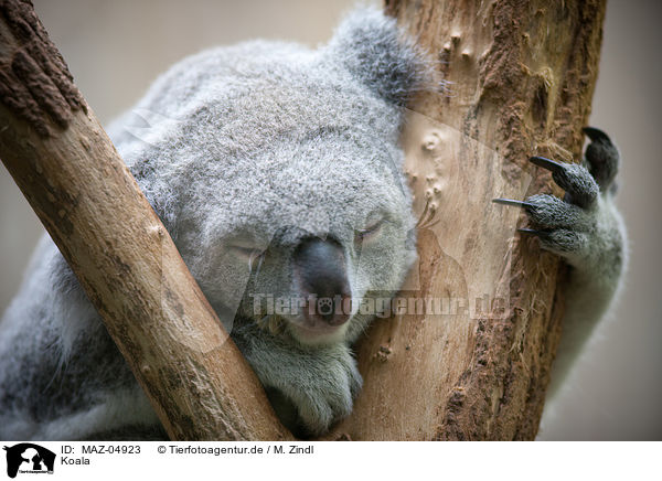 Koala / MAZ-04923