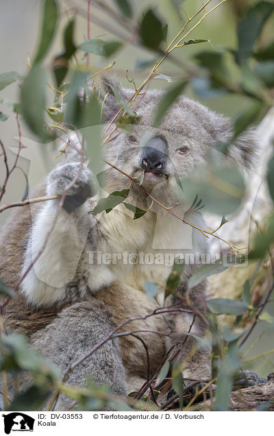 Koala / DV-03553