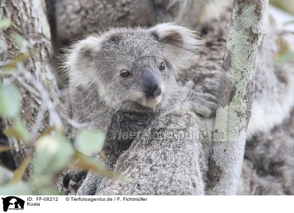 Koala / Koala / FF-08212
