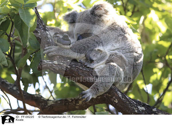 Koala / Koala / FF-08220