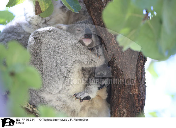 Koala / Koala / FF-08234