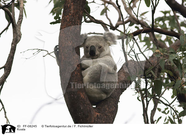 Koala / Koala / FF-08245