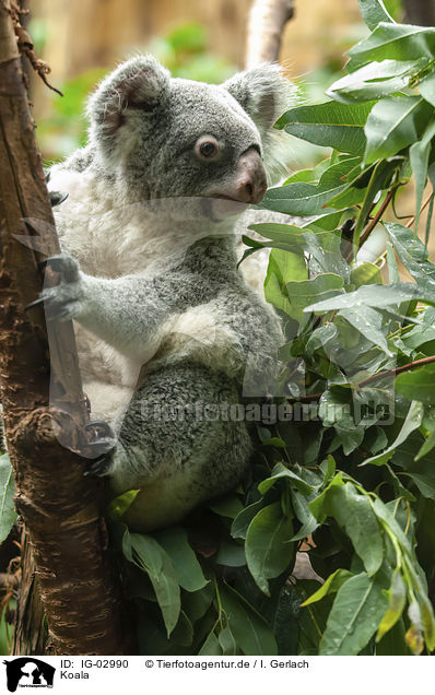 Koala / Koala / IG-02990