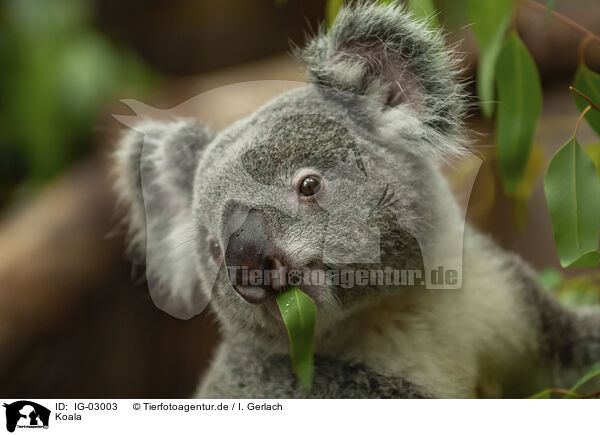 Koala / Koala / IG-03003