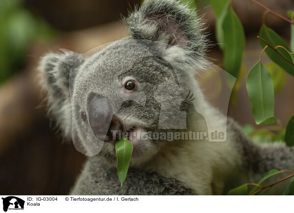 Koala / Koala / IG-03004