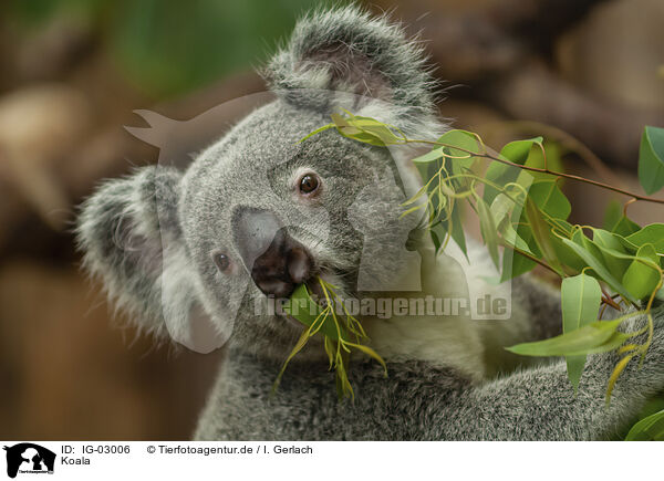 Koala / Koala / IG-03006