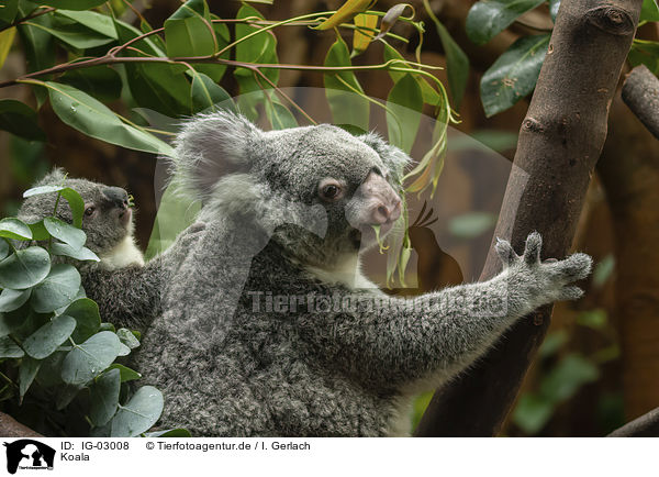 Koala / Koala / IG-03008