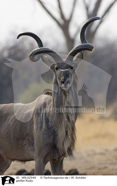 groer Kudu / greater Kudu / WS-02549