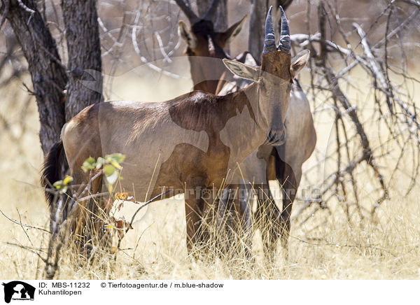 Kuhantilopen / red hartebeests / MBS-11232