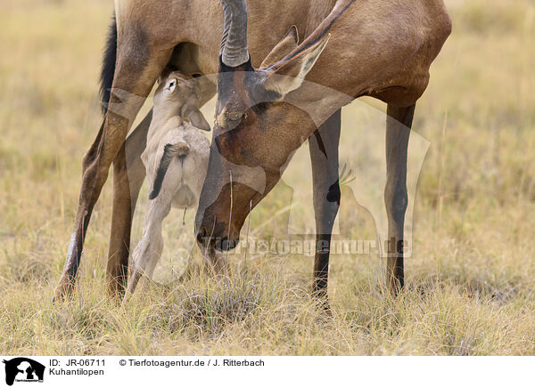 Kuhantilopen / red hartebeest / JR-06711