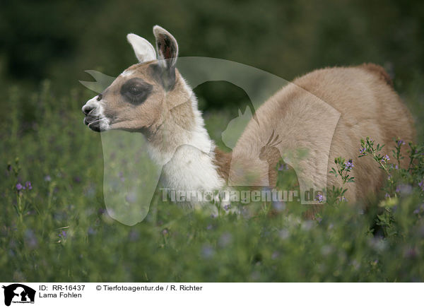 Lama Fohlen / Lama foal / RR-16437