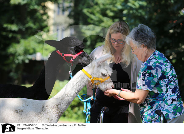 tiergesttzte Therapie / animal-assisted therapy / PM-05856