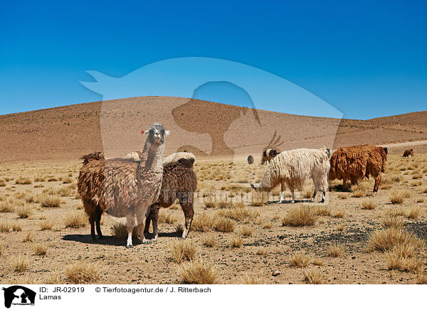 Lamas / llamas / JR-02919