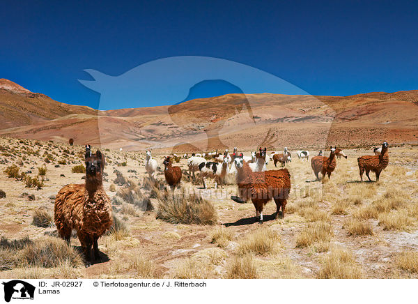 Lamas / llamas / JR-02927